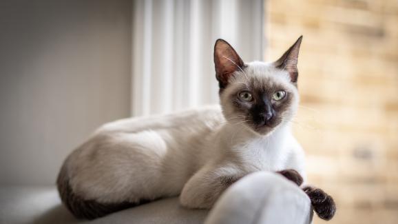 10 породи котки, които имат независим характер