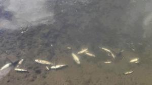 Количеството на мъртвата риба в река Черна в Смолян е