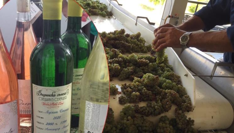 грозде - Агро Телеграф: По-малко, но качествена: Русе и Бургас спасяват реколтата с грозде