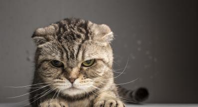 сърдита котка