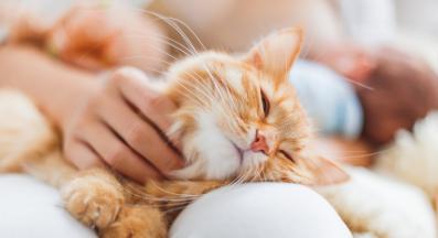 галене на котка