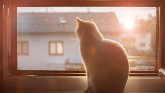 5 съвета за заети хора относно грижите за котката