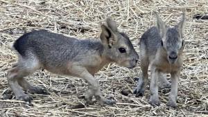 Семейството на патагонските мари в Зоопарк Бургас се увеличи с две бебета съобщиха