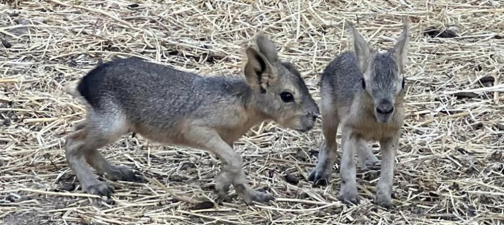 Семейството на патагонските мари в Зоопарк Бургас се увеличи с две бебета, съобщиха