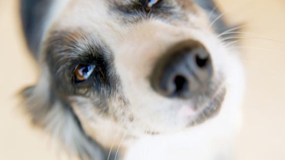 5 основни причини защо кучетата скимтят