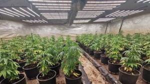 Разкриха две наркооранжерии с близо 484 растения коноп във Варненско