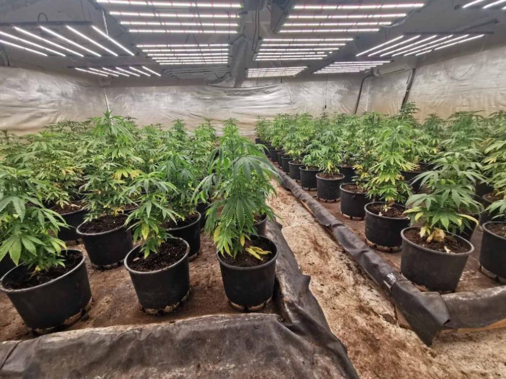 Разкриха две наркооранжерии с близо 484 растения коноп във Варненско,