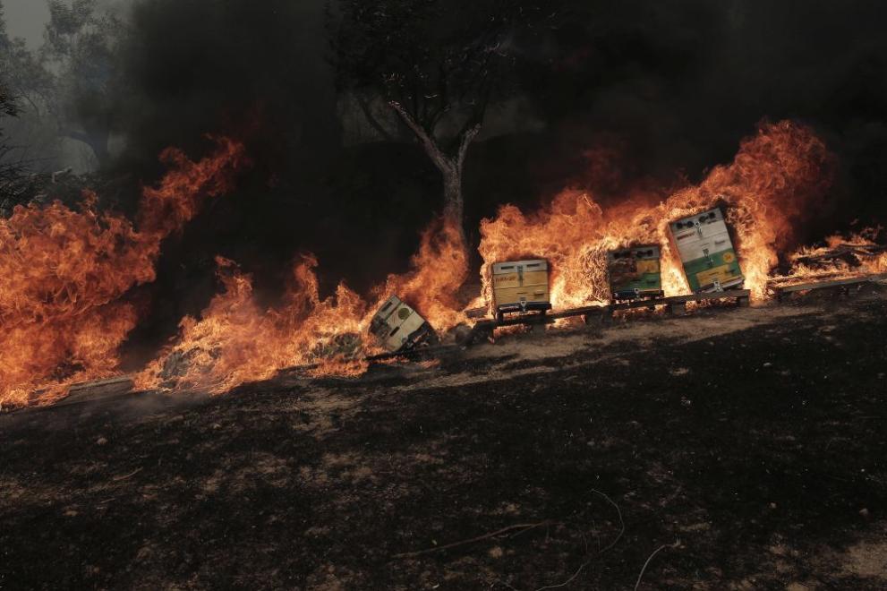 Големият пожар, който избухна в гориста местност в Гърция, в