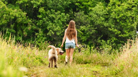 6 неща, за които да внимавате при разходка в гората с кучето си
