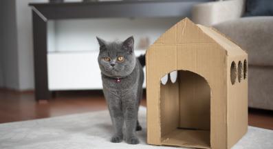 котка у дома