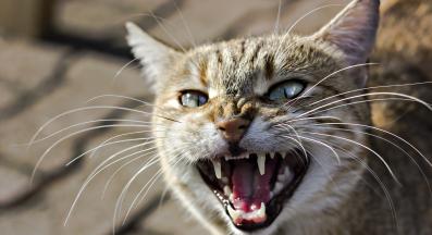 агресивно коте