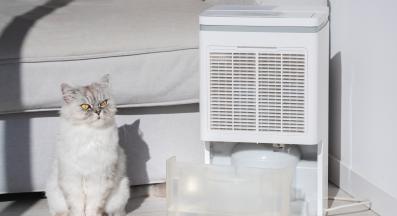 котка и почистване на дома