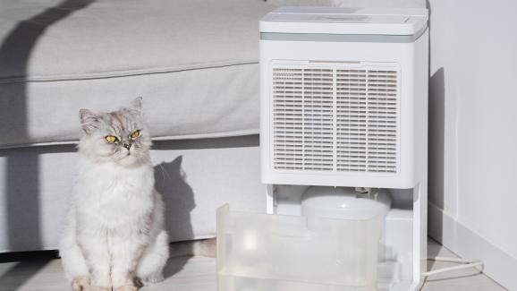Помагат ли пречиствателите на въздуха при алергии към котки?