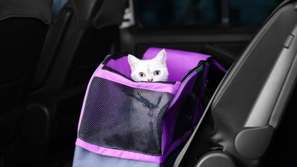 Колко дълго можем да държим котка в транспортна чанта