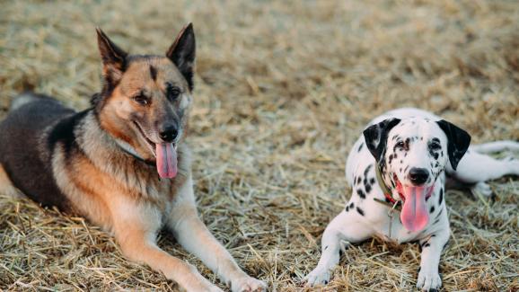 10 породи кучета, за които не подозирате, че са свързани
