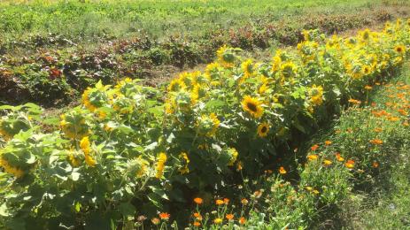 слънчоглед