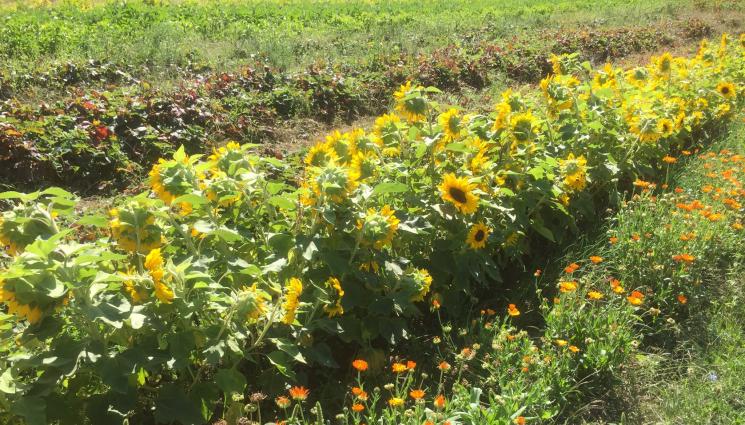 слънчоглед - Агро Телеграф: Слънчогледът започва да зрее