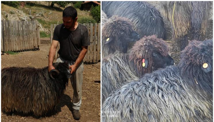 овце - Агро Телеграф: Фермата на Сидер ще бъде спасена