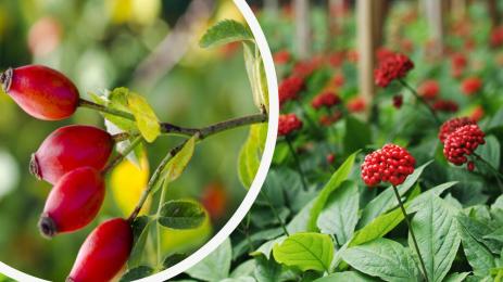 билки Шипка Женшен