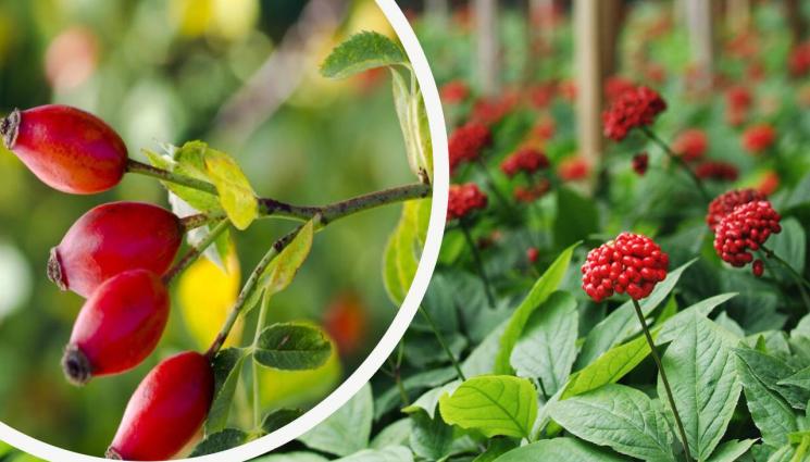 билки Шипка Женшен - Магията на билките: Подкрепете имунната си система с естествени съставки