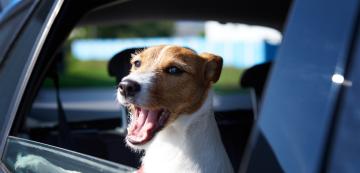 7 съвета за по-комфортно пътуване на кучето ви в кола