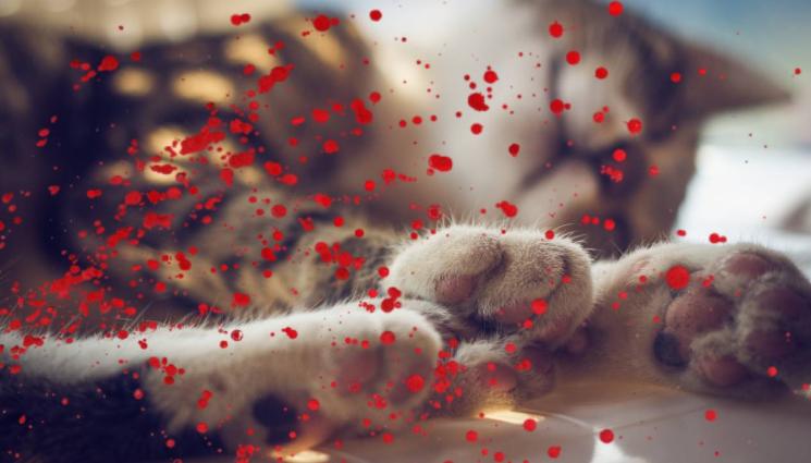 жестокост - БРУТАЛНА ЖЕСТОКОСТ! Изрод уби и разчекна котка (СНИМКИ 18+)