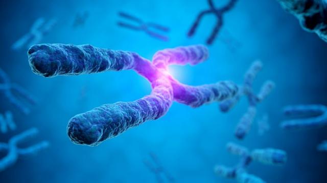 Важна крачка в науката: Разрешиха генетичния пъзел на свързаната с пола Y-хромозома