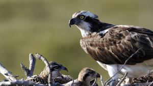 Консервационисти откриха доказателства за размножаването на птици от вида орел