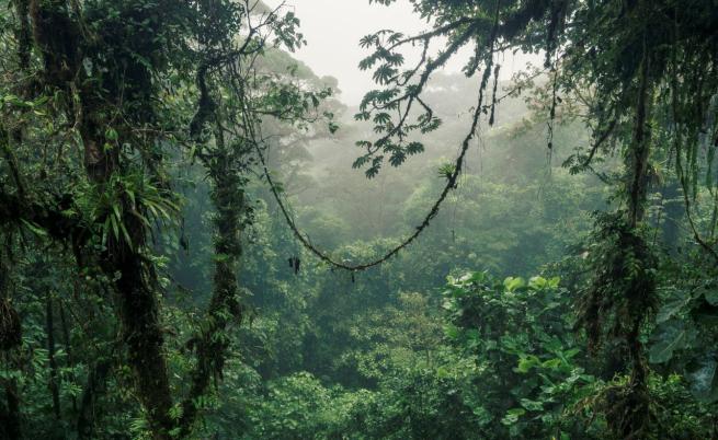 Тропическите гори са застрашени: Високите температури възпрепятстват фотосинтезата