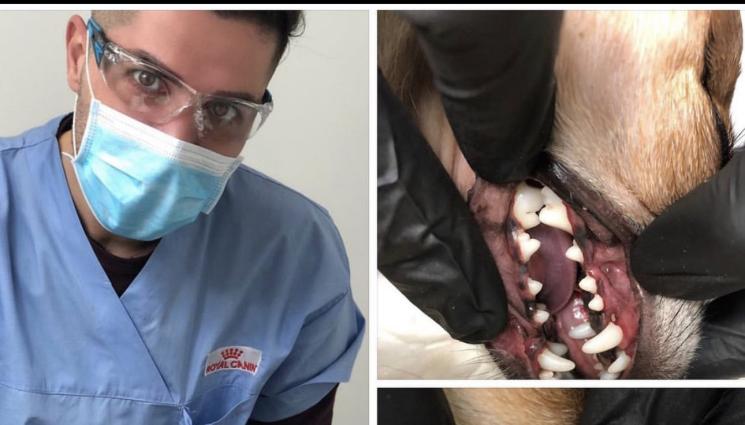 зъби заек - Как да се грижим за оралната хигиена на домашните любимци?