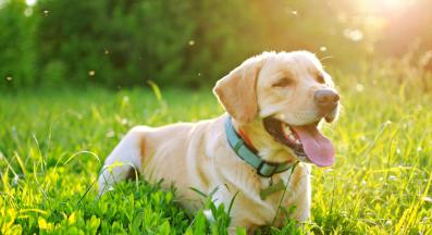 куче комари