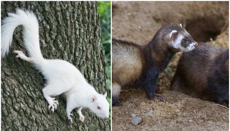 животни - Проклятието на бялата кожа: Животните албиноси са желан трофей от дълбока древност