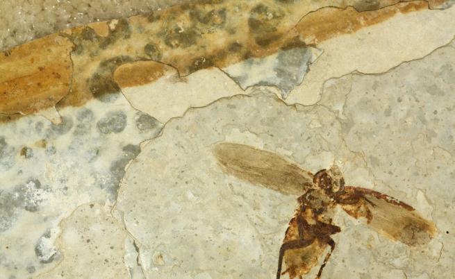 В Португалия откриха мумифицирани пчели на 3000 години
