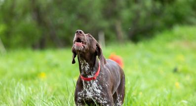 куче агресия