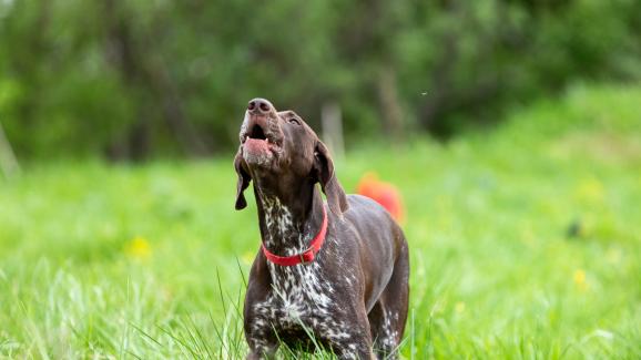 11 най-често срещани причини за агресия при кучета