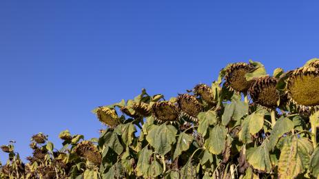 слънчоглед