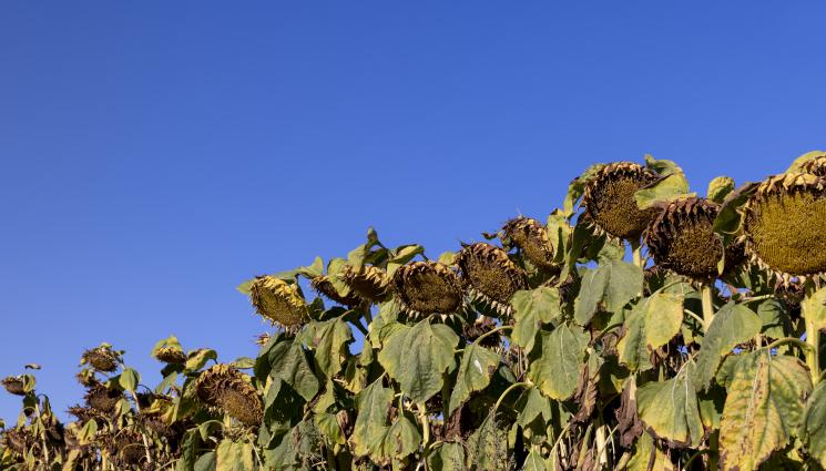слънчоглед - Агро Телеграф: Слънчогледът и царевицата отчайват стопаните