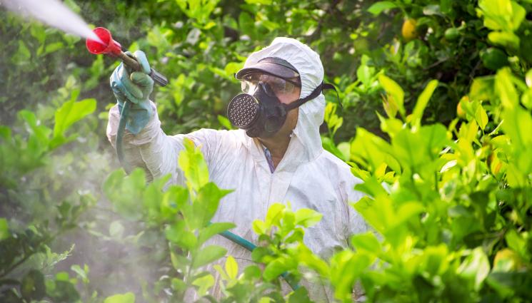 агро - Агро Телеграф: Хлороза при дефицит на калий, ако няма калций, се появяват кафяви петна