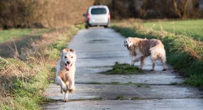 куче гони кола