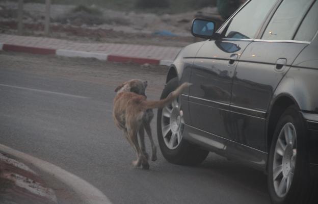 куче гони кола