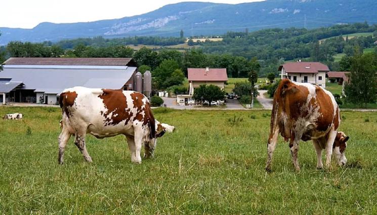 агро - Агро Телеграф: Шунка, сирене и ориз под заплаха заради климатичните промени