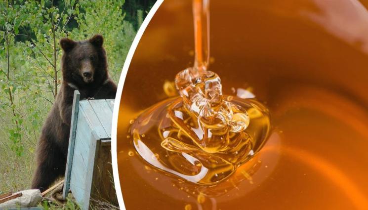 мечка мед - СЛАДКИ НАБЕЗИ: Мечки разбиват кошери в Троян и Ловеч, уплашени хора се залостват, за да не ги посетят хищниците