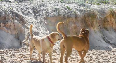 куче задни части