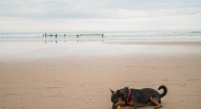 куче октопод