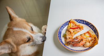 куче октопод