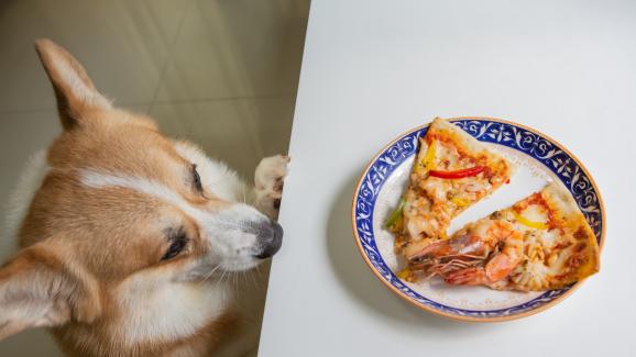 10 храни, които никога не бива да давате на кучето си