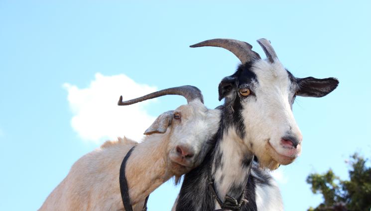кози - МЛАДА ВЪРБА ЛЮЩЕШЕ: Разгонен козел нахлу в детски център! (ВИДЕО)