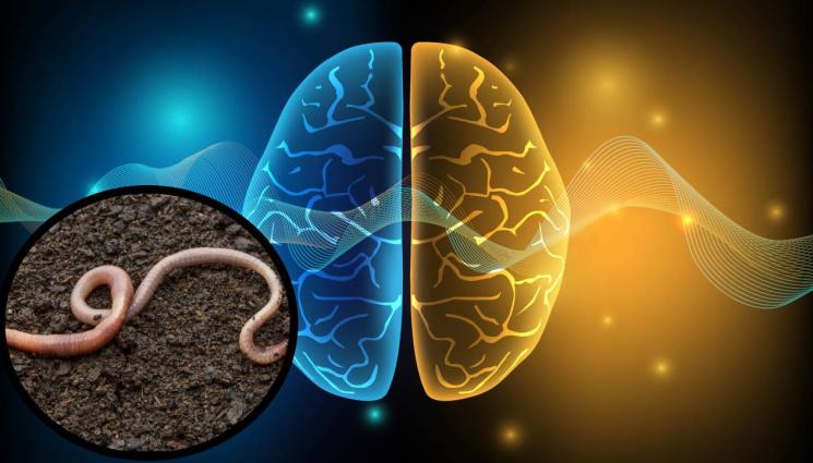 мозък - УЖАСЯВАЩО: Извадиха жив червей от мозъка на жена