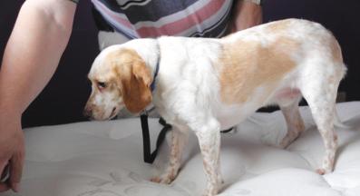 куче дървеници