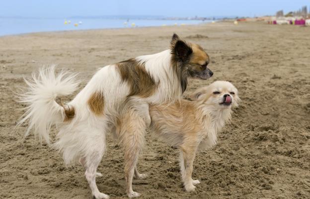 куче чифтосване